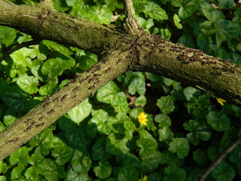  - 2017 LA PADURE TIMISOARA