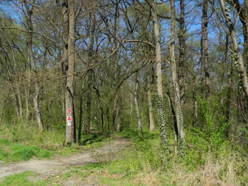  - 2017 LA PADURE TIMISOARA