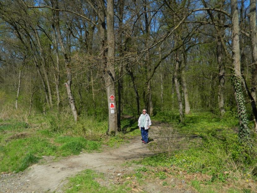  - 2017 LA PADURE TIMISOARA