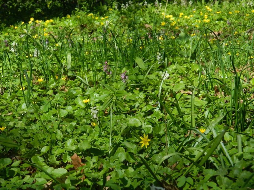  - 2017 LA PADURE TIMISOARA