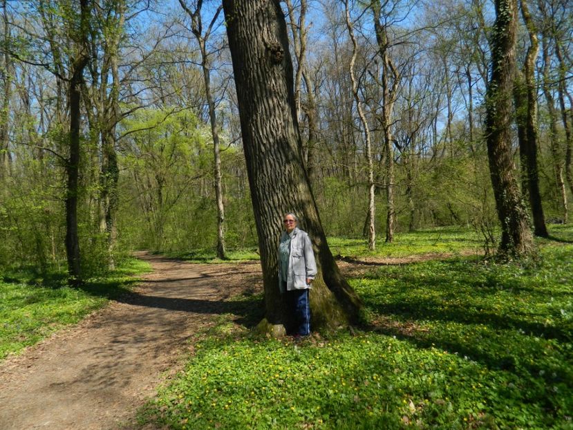  - 2017 LA PADURE TIMISOARA