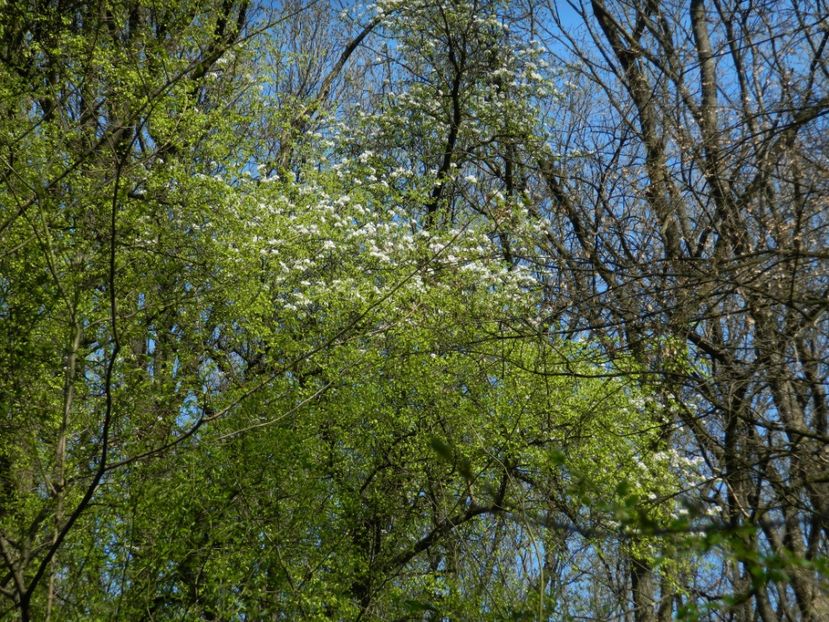  - 2017 LA PADURE TIMISOARA