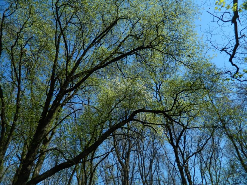  - 2017 LA PADURE TIMISOARA