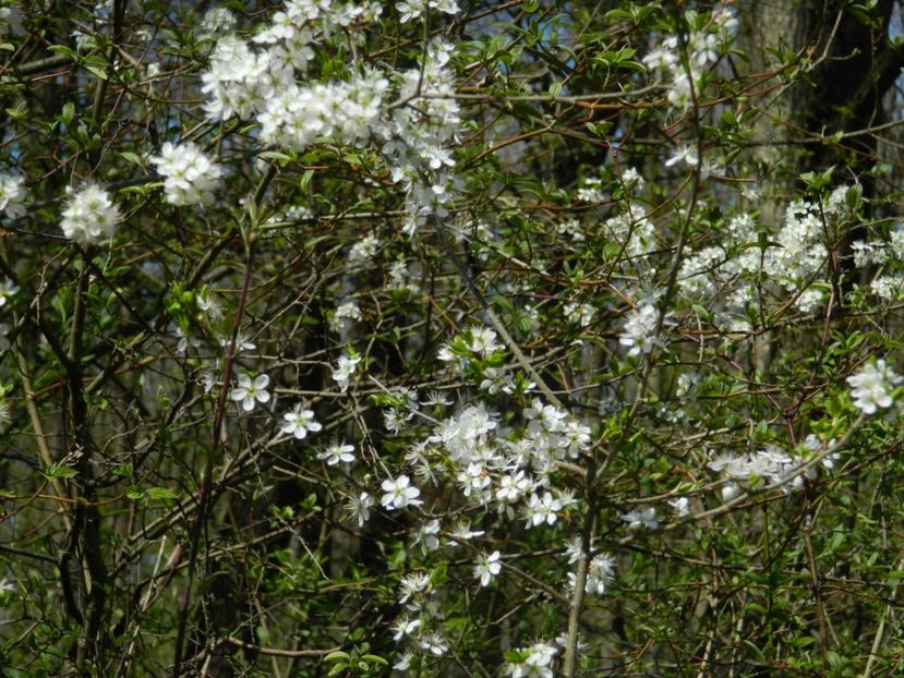  - 2017 LA PADURE TIMISOARA