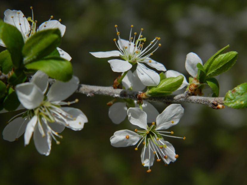  - 2017 LA PADURE TIMISOARA