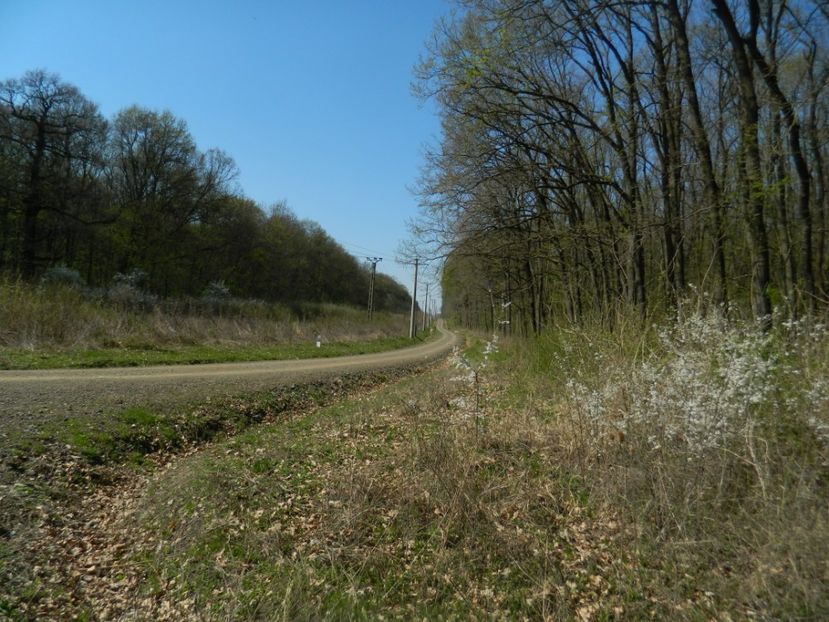  - 2017 LA PADURE TIMISOARA