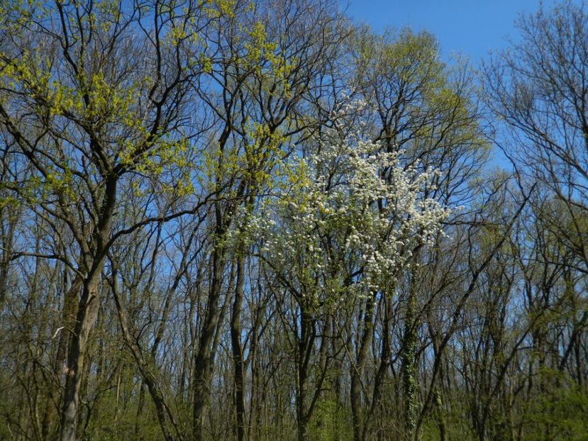  - 2017 LA PADURE TIMISOARA