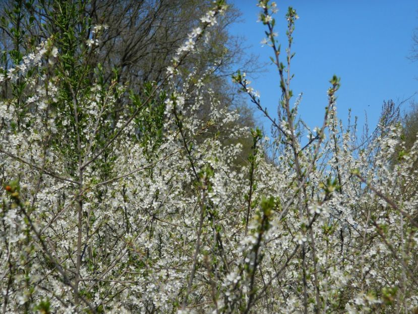  - 2017 LA PADURE TIMISOARA