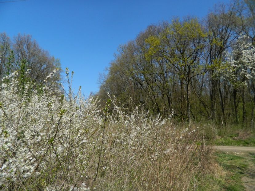  - 2017 LA PADURE TIMISOARA