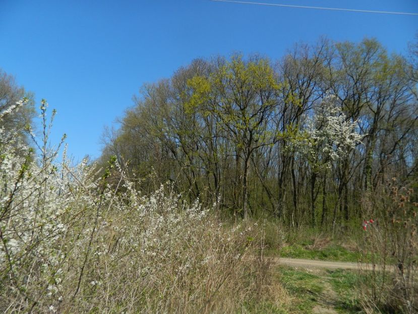  - 2017 LA PADURE TIMISOARA