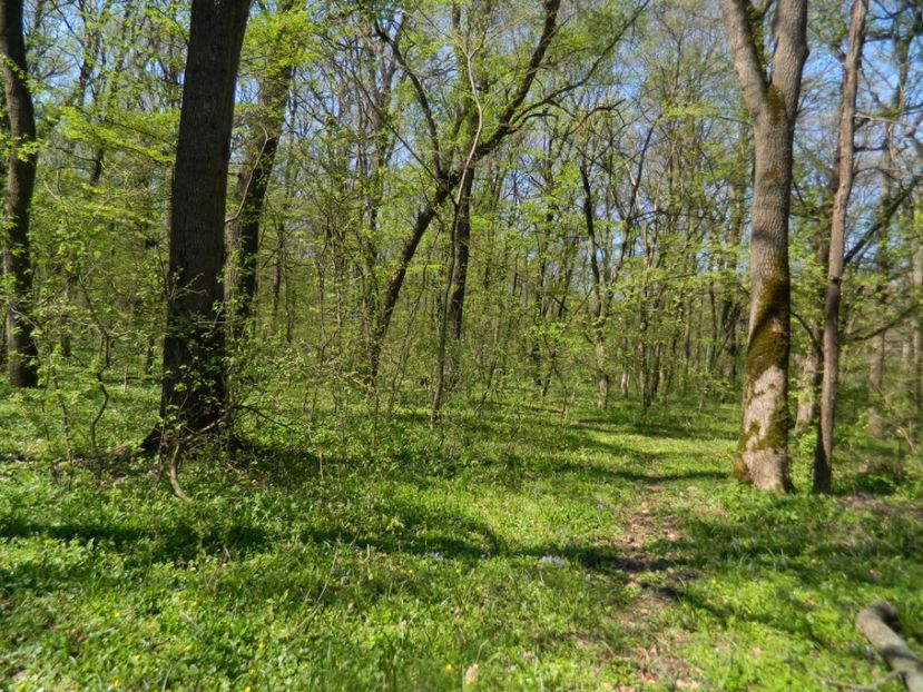  - 2017 LA PADURE TIMISOARA