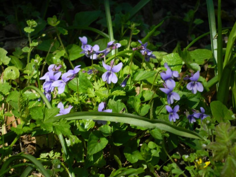  - 2017 LA PADURE TIMISOARA