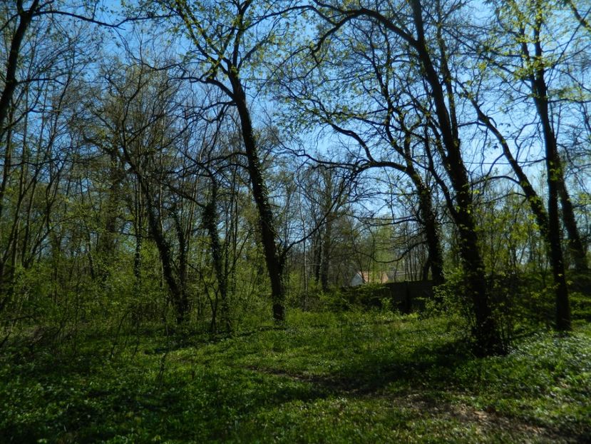  - 2017 LA PADURE TIMISOARA