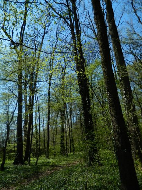  - 2017 LA PADURE TIMISOARA