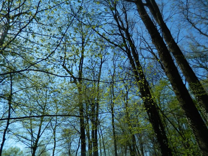  - 2017 LA PADURE TIMISOARA