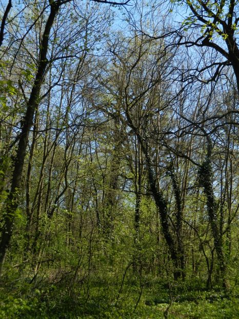  - 2017 LA PADURE TIMISOARA