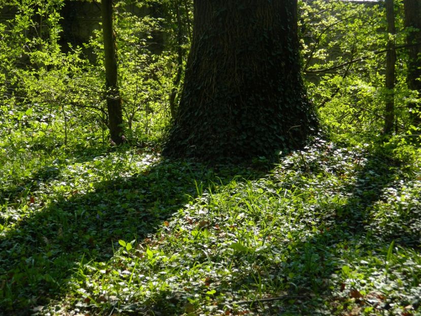  - 2017 LA PADURE TIMISOARA