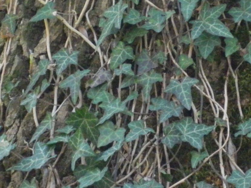  - 2017 LA PADURE TIMISOARA