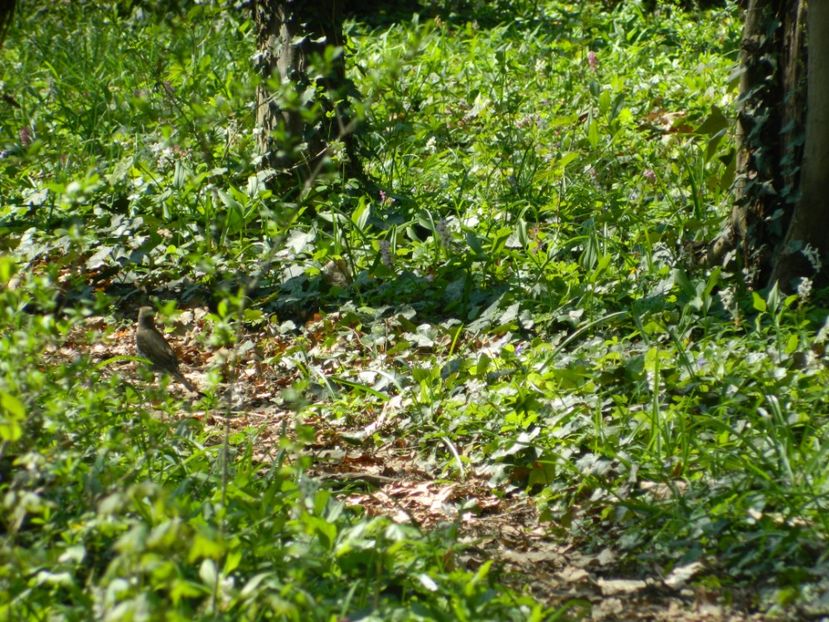  - 2017 LA PADURE TIMISOARA