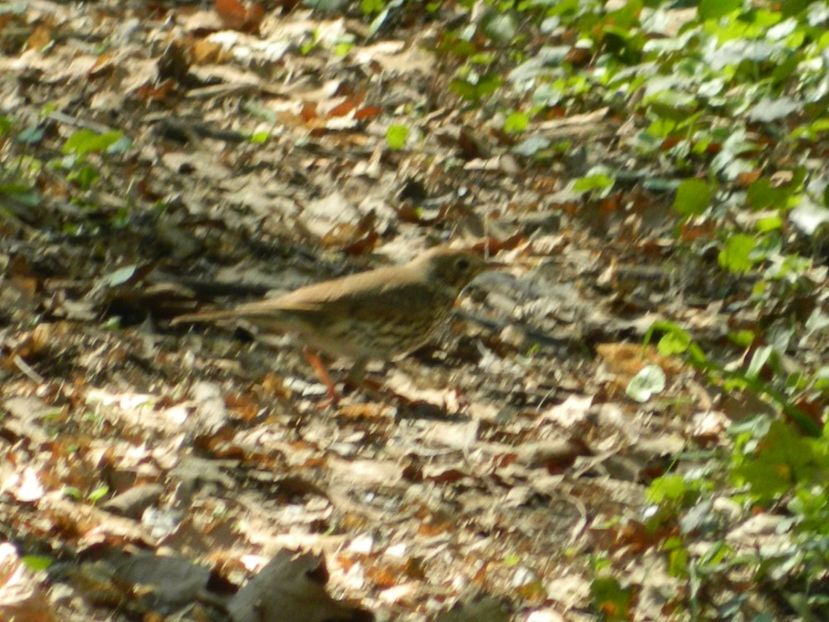  - 2017 LA PADURE TIMISOARA