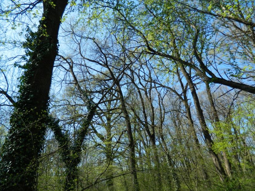  - 2017 LA PADURE TIMISOARA