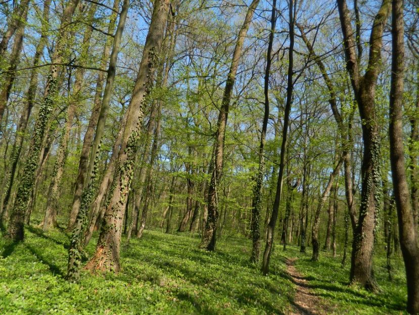  - 2017 LA PADURE TIMISOARA