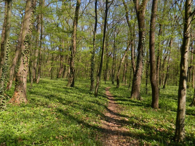  - 2017 LA PADURE TIMISOARA