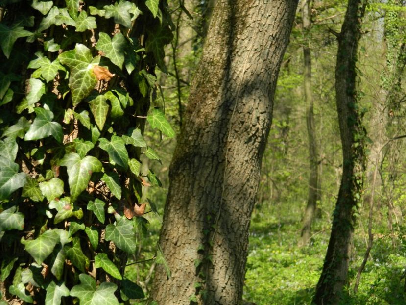  - 2017 LA PADURE TIMISOARA