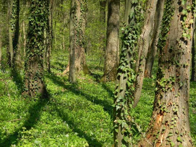  - 2017 LA PADURE TIMISOARA