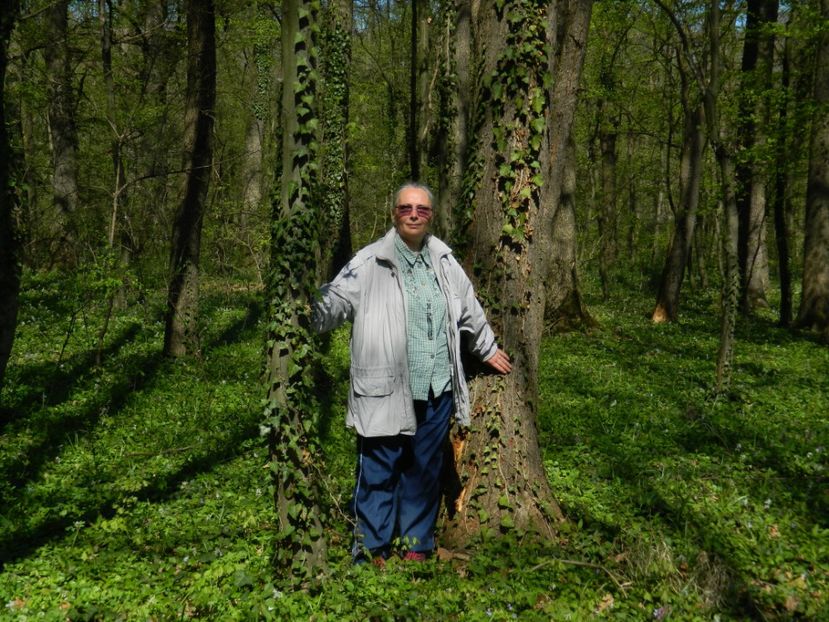  - 2017 LA PADURE TIMISOARA