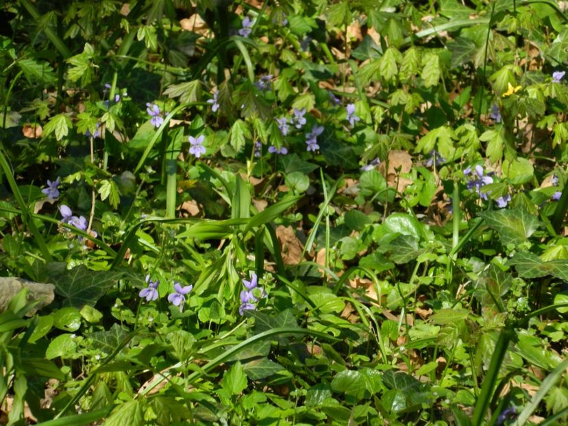  - 2017 LA PADURE TIMISOARA