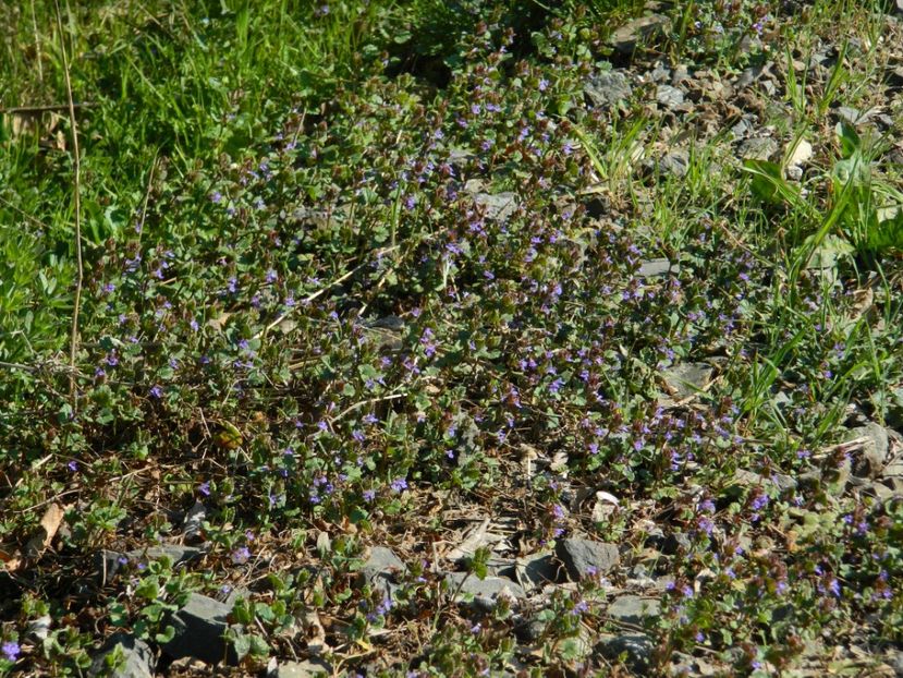  - 2017 LA PADURE TIMISOARA