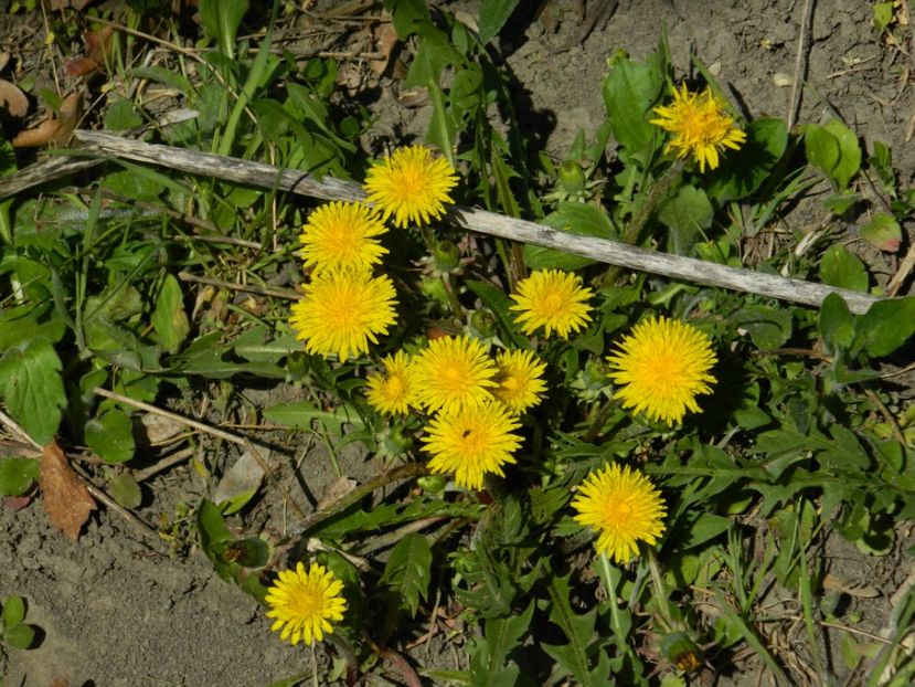  - 2017 LA PADURE TIMISOARA