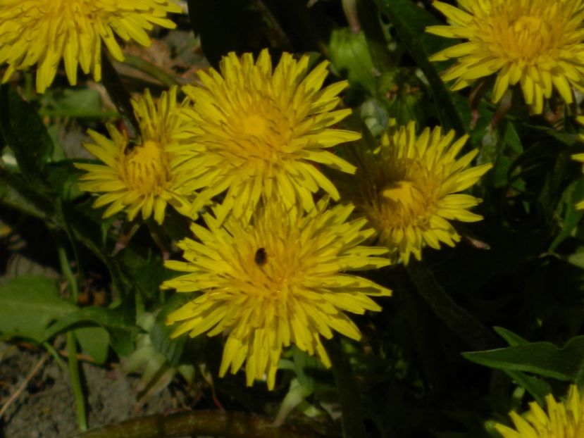  - 2017 LA PADURE TIMISOARA