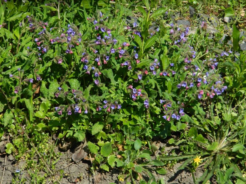  - 2017 LA PADURE TIMISOARA