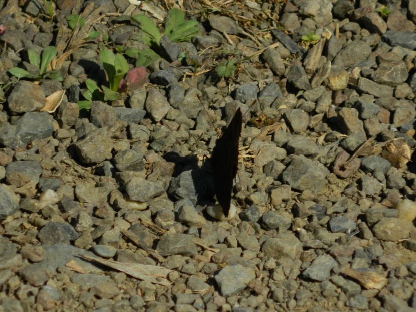  - 2017 LA PADURE TIMISOARA