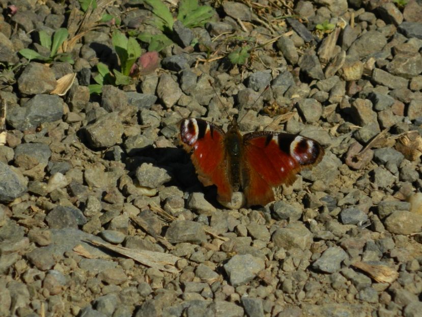  - 2017 LA PADURE TIMISOARA