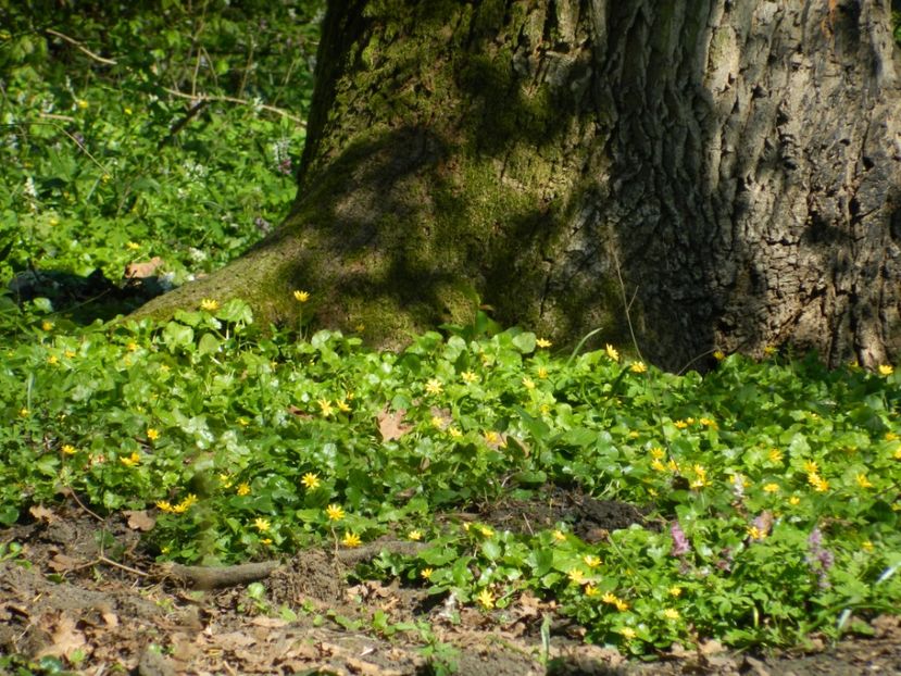  - 2017 LA PADURE TIMISOARA
