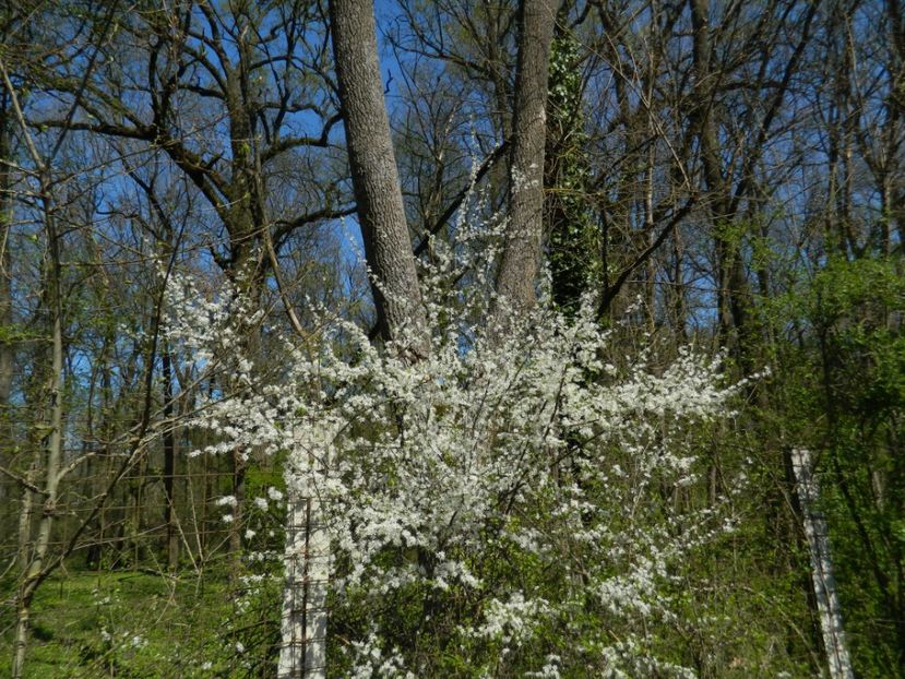  - 2017 LA PADURE TIMISOARA