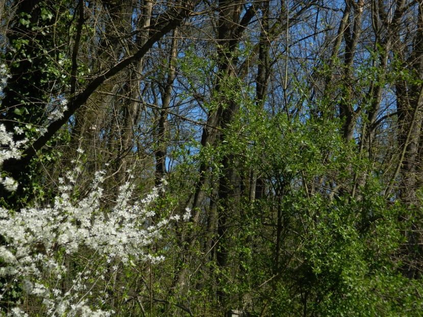  - 2017 LA PADURE TIMISOARA