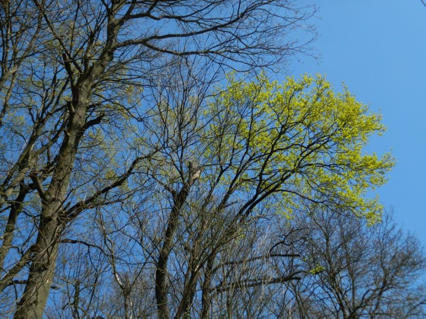  - 2017 LA PADURE TIMISOARA