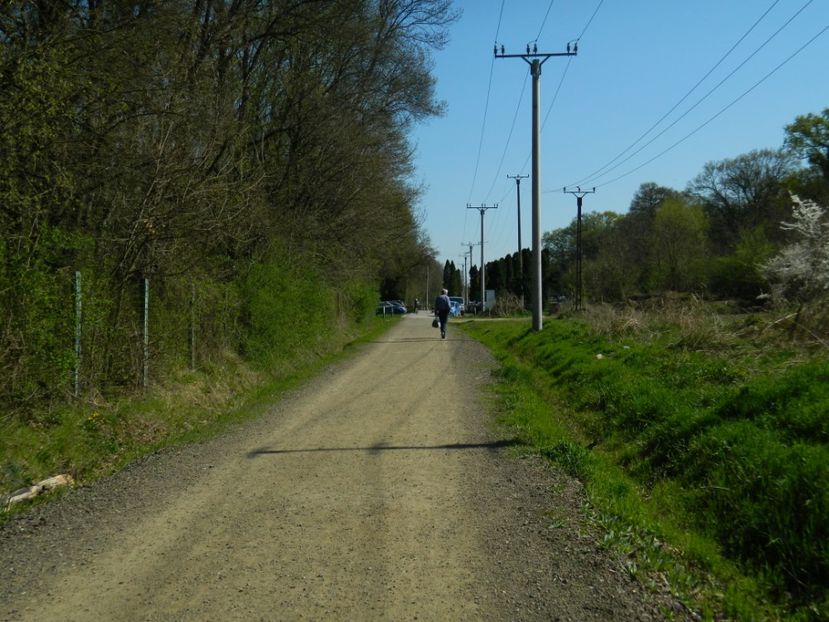 - 2017 LA PADURE TIMISOARA