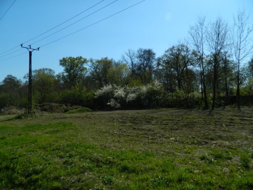  - 2017 LA PADURE TIMISOARA