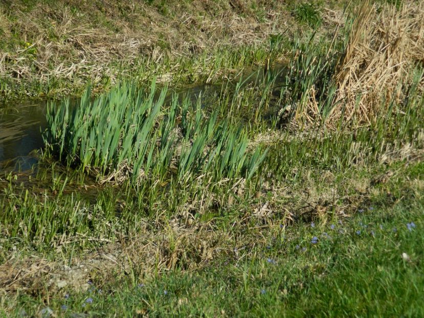  - 2017 LA PADURE TIMISOARA
