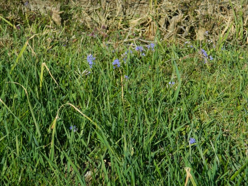  - 2017 LA PADURE TIMISOARA