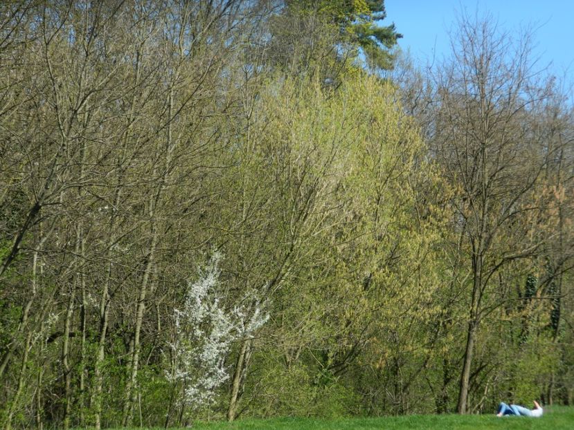  - 2017 LA PADURE TIMISOARA