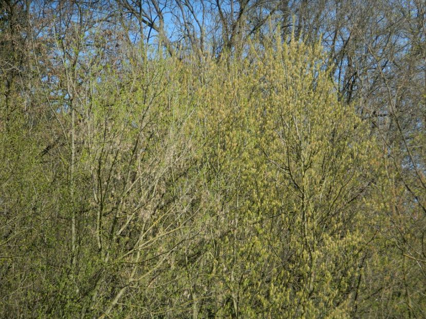  - 2017 LA PADURE TIMISOARA