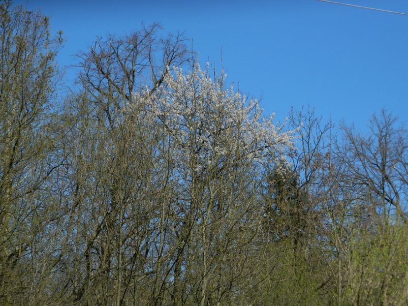  - 2017 LA PADURE TIMISOARA