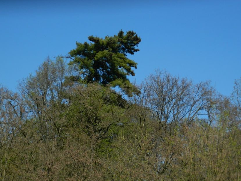  - 2017 LA PADURE TIMISOARA