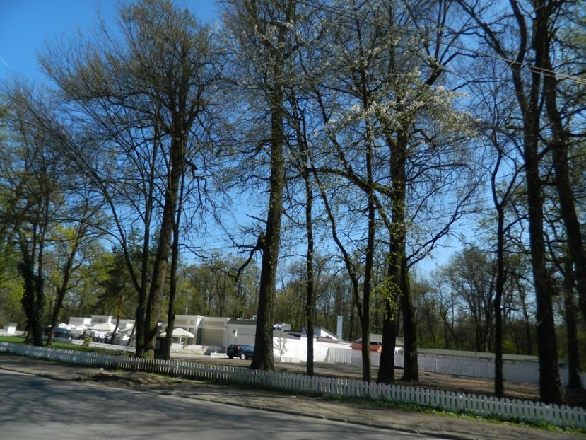  - 2017 LA PADURE TIMISOARA